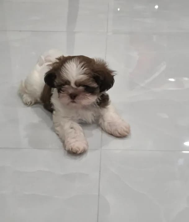 Bengi's Shih Tzu