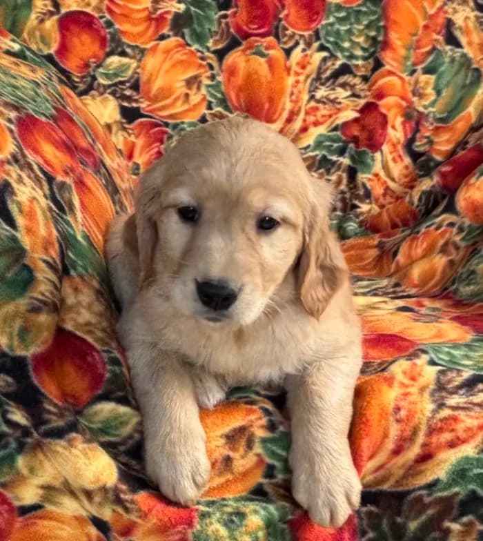 Gennie Girl