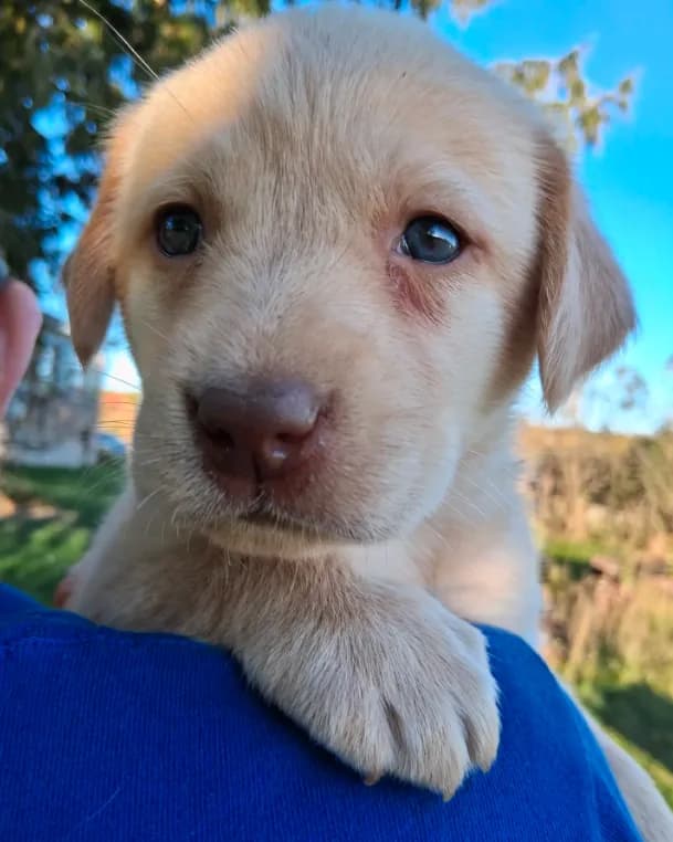 AKC English Yellow Lab Female