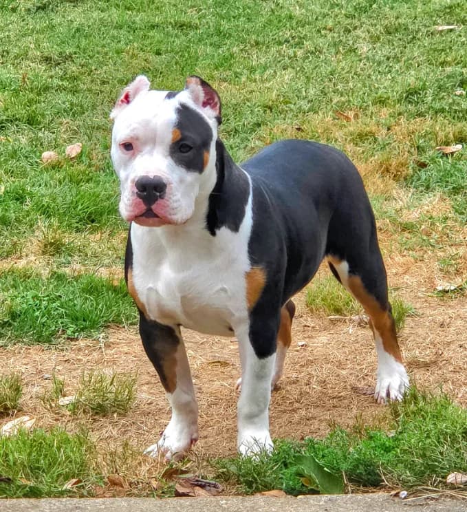 Roscoe