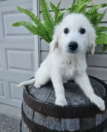 Clifford