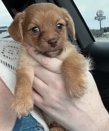 Little Man