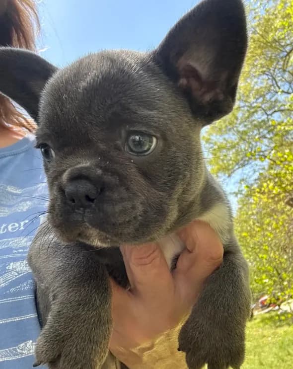AKC Zena