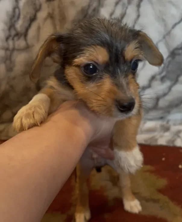 Teddy