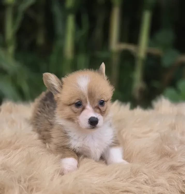 Female 1 Corgi