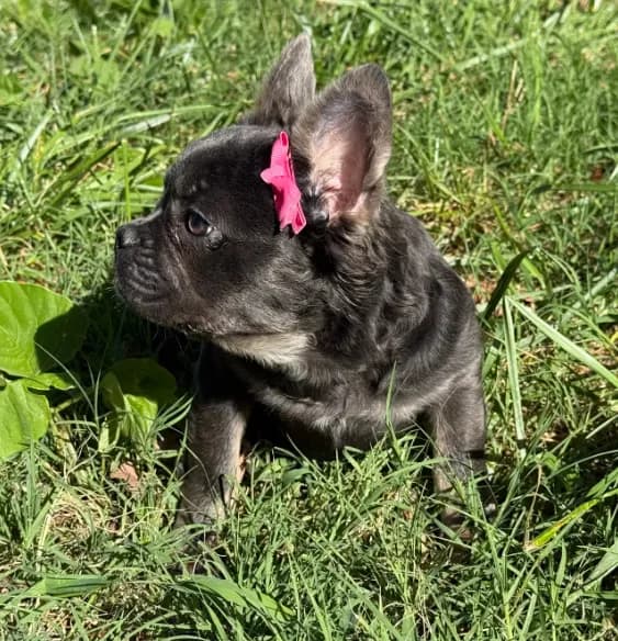 Onyx
