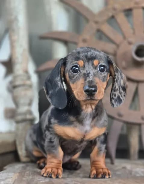 Wanda