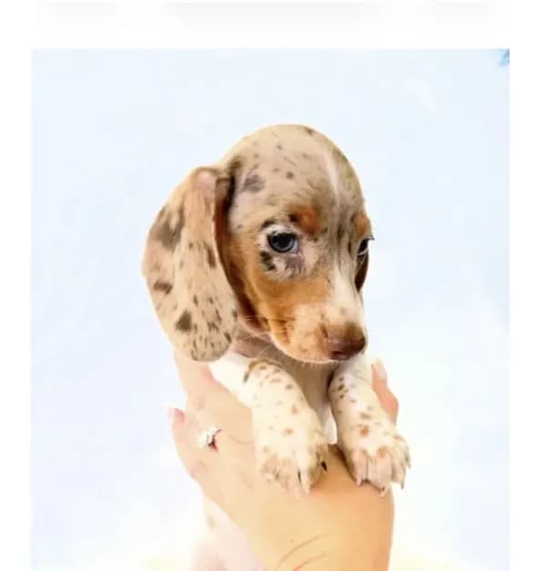 AKC Woody