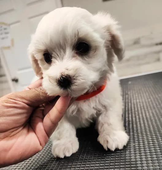 Milo