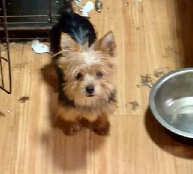 Teacup Rudy. Tiny