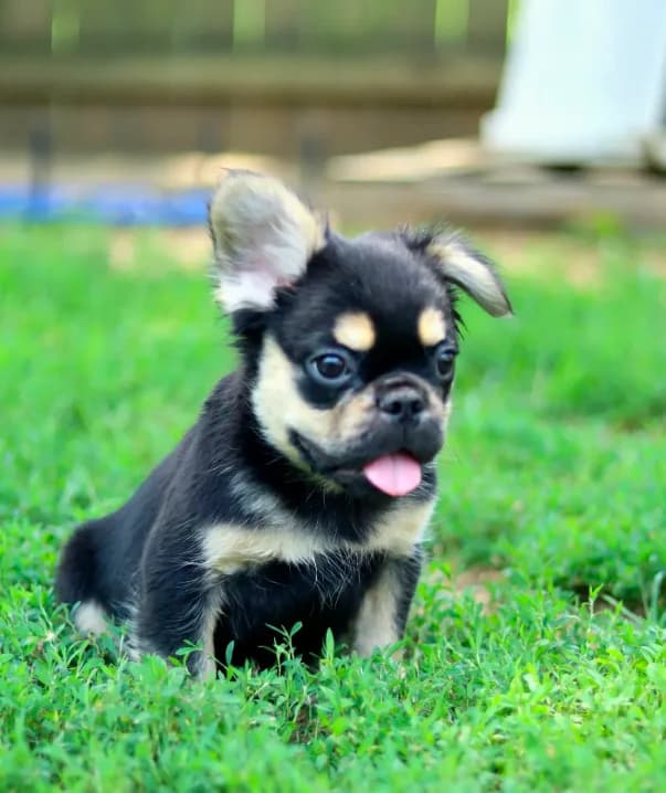 Armani – Black & Tan Fluffy Male 🖤🤎