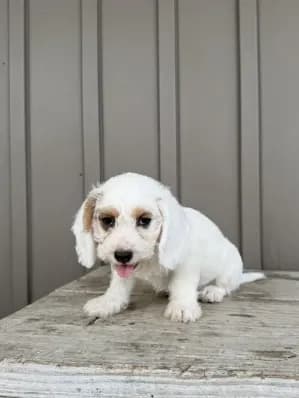 Charles