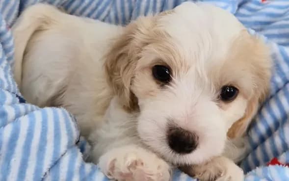 Male Cavachon