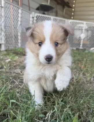 Sable Merle Girl
