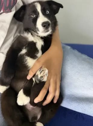 Husky Blue Eye Girl