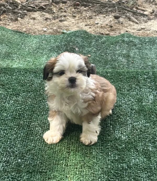 Puppy #7
