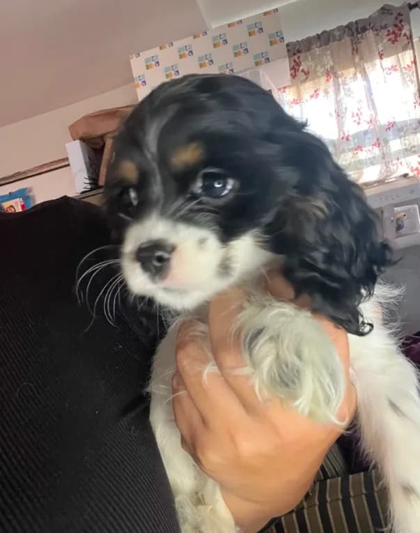 Trixie AKC