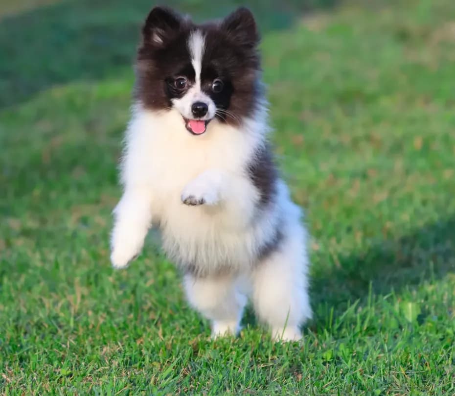 Feather AKC