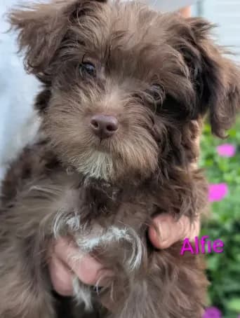 Alfy