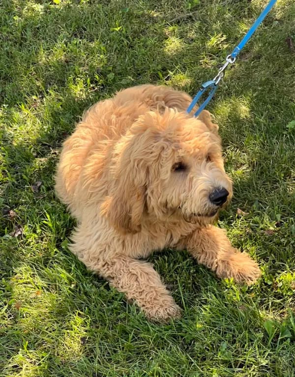 Fluffy Boy