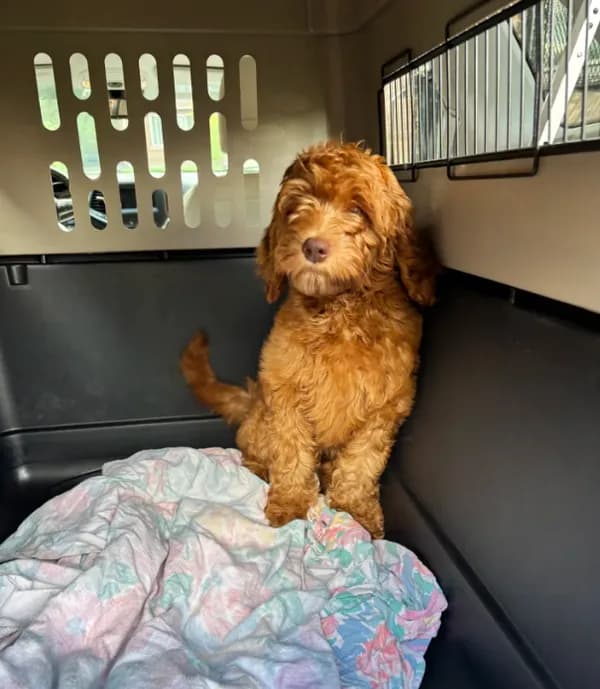 Female Mini Golden Doodle