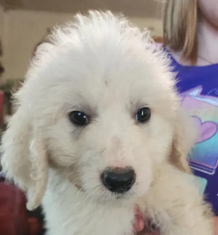Koa