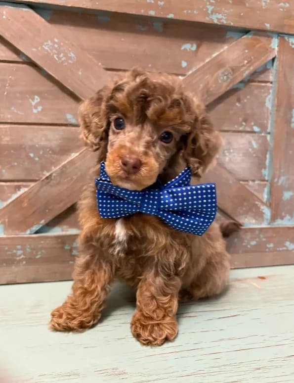 Blue collar Merle