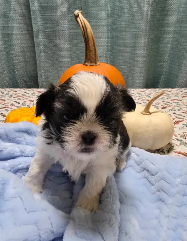 Archie AKC