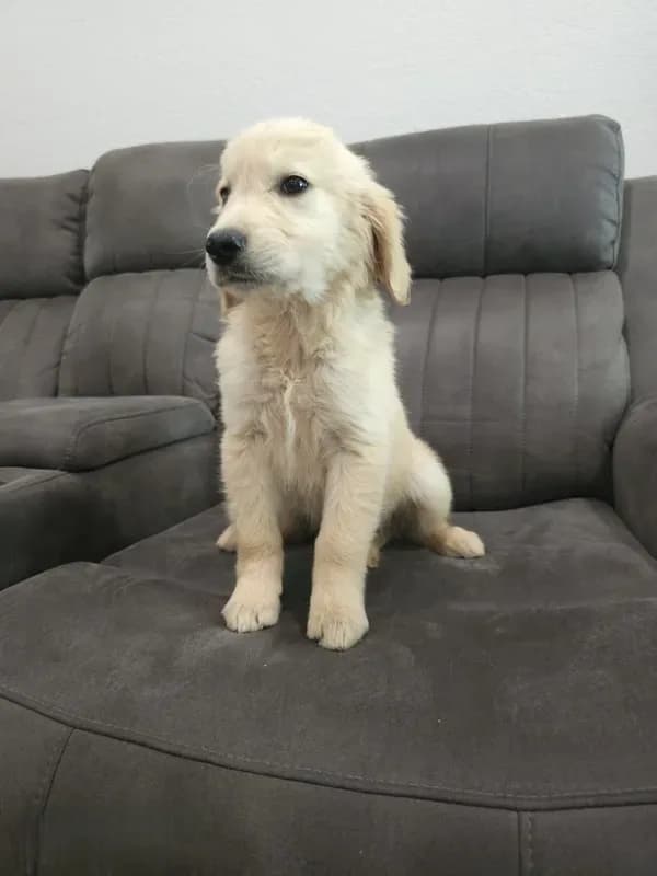 Adorable AKC Golden Retriever!