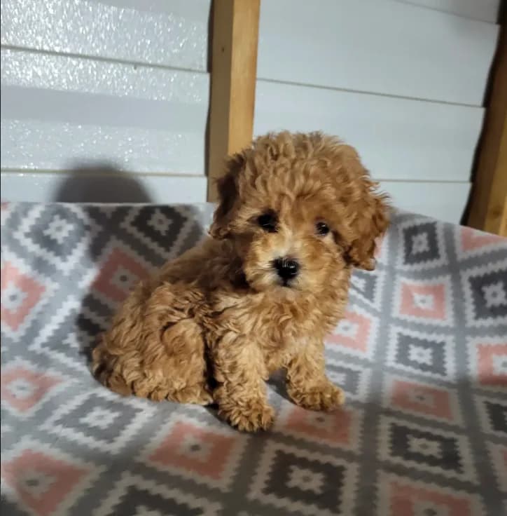 Sophie