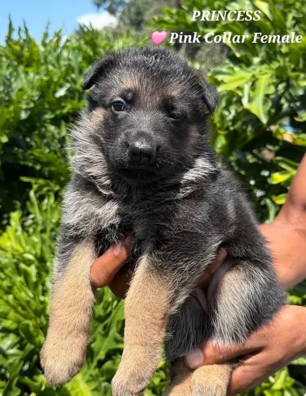 AKC - PRINCESS