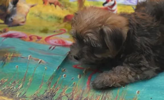 morkie boy two