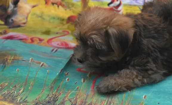 morkie boy two