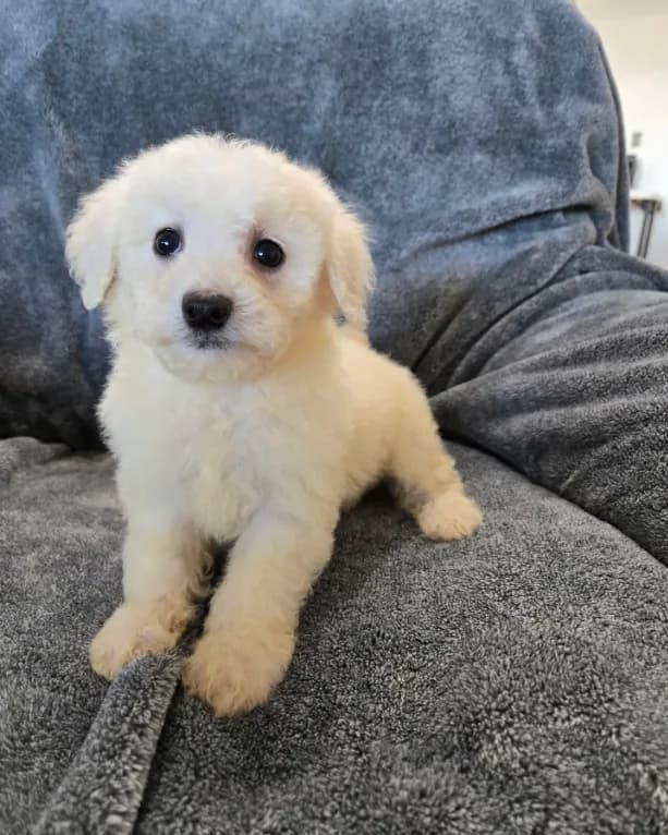 AKC Bichon Girl, TEXT 520-254-7407