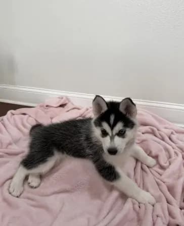 Luna2
