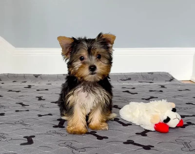 Yorkie Female Blk&Tan .. "I'm Your Destiny"