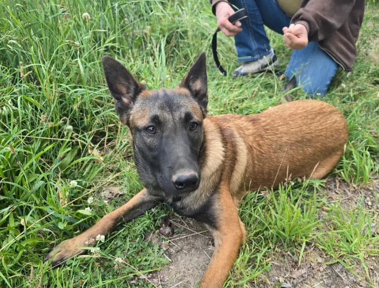 Stella
