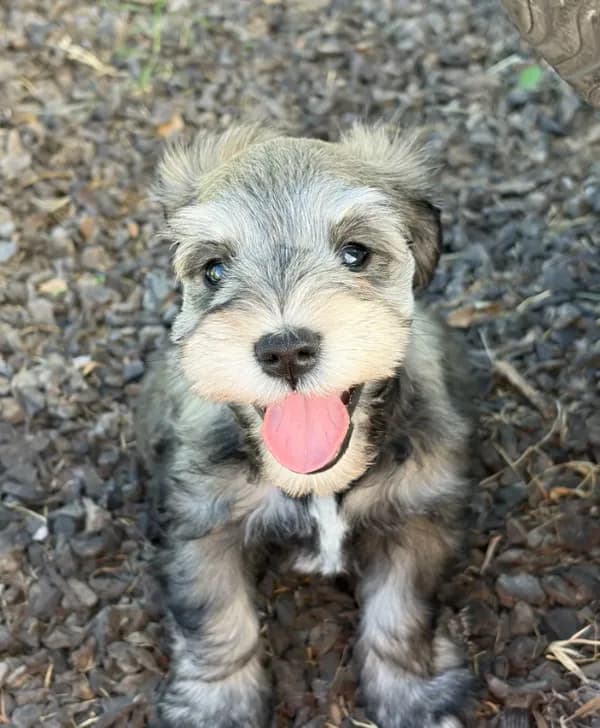 Loki