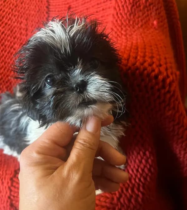Puppy