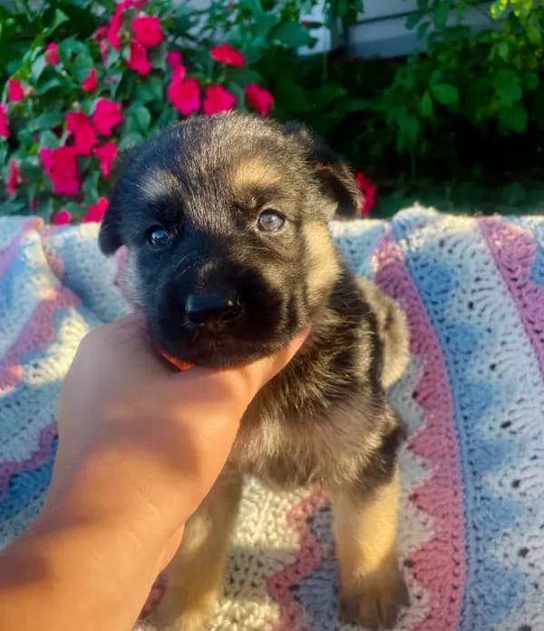 Shiloh