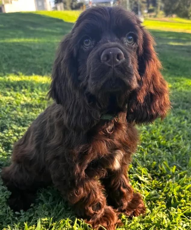 Moose