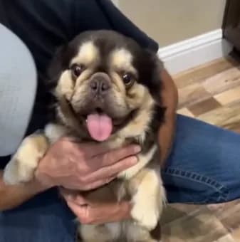Chocolate and tan fluffy