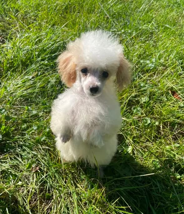 Tiny Tater