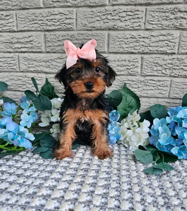 Piper