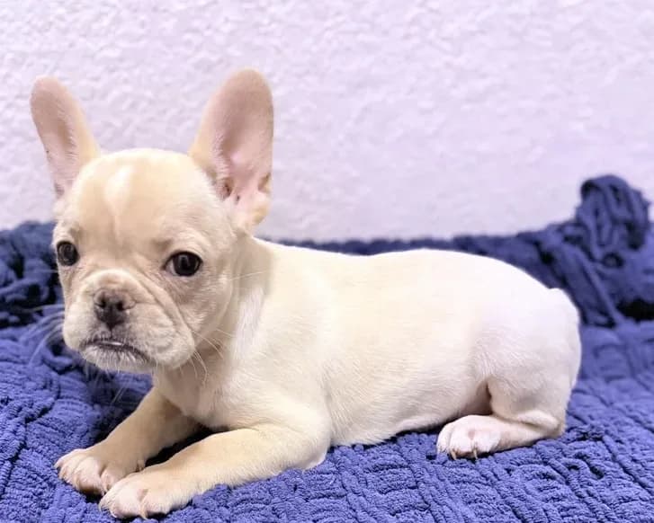 Cotton