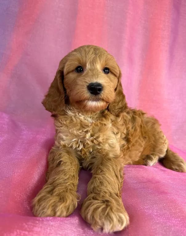 Male Schnoodle 2403