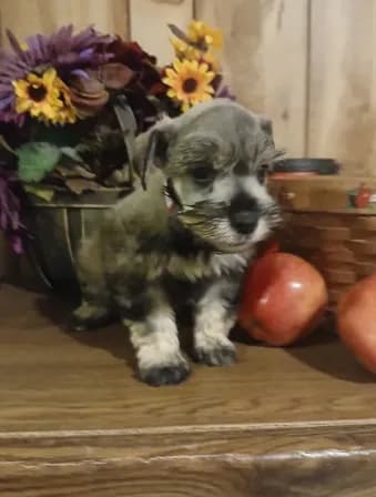 Archie