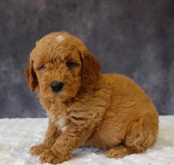 Bentley