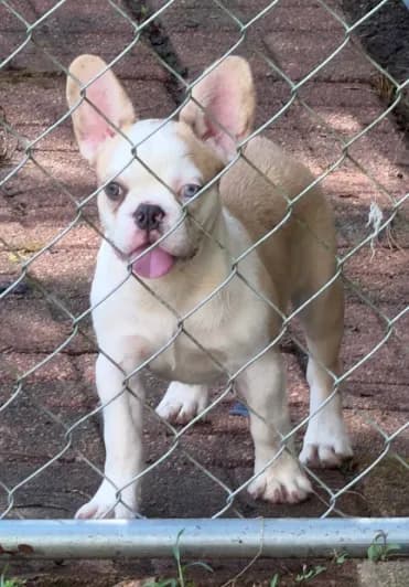 Frenchie