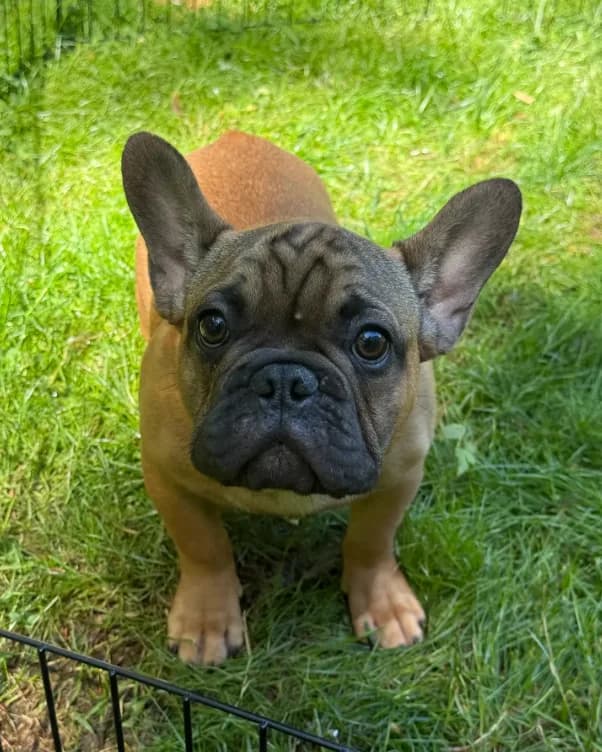 Bo